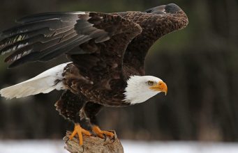 5 bald eagles found dead in Michigan, raising poaching concerns