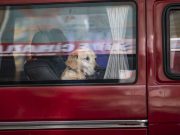 Dog accidentally fires shotgun, striking woman yards away during chaotic gas station stop