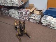 Nebraska K9 sniffs out 525 pounds of cocaine during routine traffic stop, leading to California man’s arrest