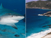 Spearfisherman killed by suspected 15-foot shark after third fatal attack in less than a month