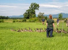Goose round-up volunteers needed