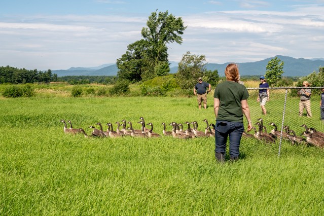 Goose round-up volunteers needed
