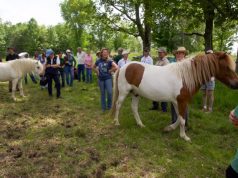 Paddock Paradise promotes food, forage and freedom for horses