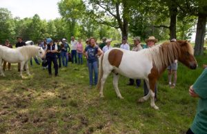 Paddock Paradise promotes food, forage and freedom for horses
