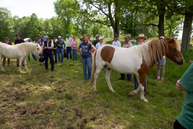 Paddock Paradise promotes food, forage and freedom for horses