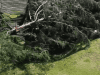 VT Headlines: Likely Woodstock tornado causes extensive damage, outages
