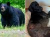 Alaska woman uses weapon to survive terrifying bear attack after predator mauls pooch: ‘I thought I was dead’