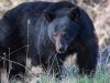California couple fights off 70-pound black bear with hatchet and water bottle outside their home
