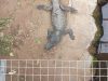 Man charged with attempted murder, released after allegedly forcing toddler into crocodile enclosure at zoo