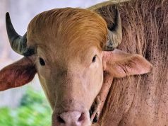 Albino buffalo nicknamed ‘Donald Trump’ becomes sensation at Bangladesh’s national zoo for its blond hair