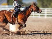 Teen athlete arrested, three horses pulled from competition after alleged overnight barn attack