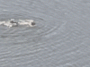 Rogue swimmer arrested after diving into 11-acre Central Park lake in failed attempt to escape NYPD